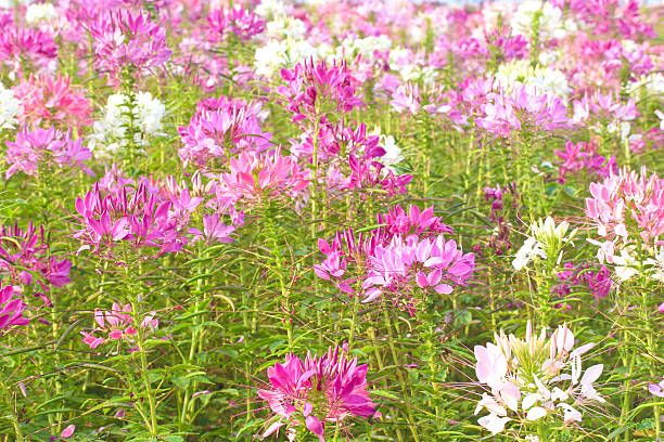 istock Cleome hassleriana 179126879