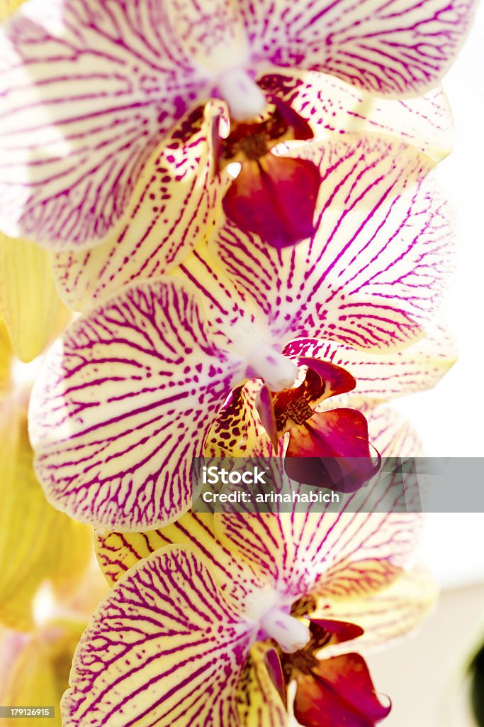 Orchids Close up of colorful orchid plants in full blossom. Carpel Stock Photo