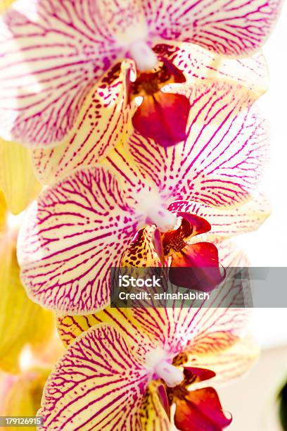 Orchids Stock Photo - Download Image Now - Carpel, Close-up, Flower Head