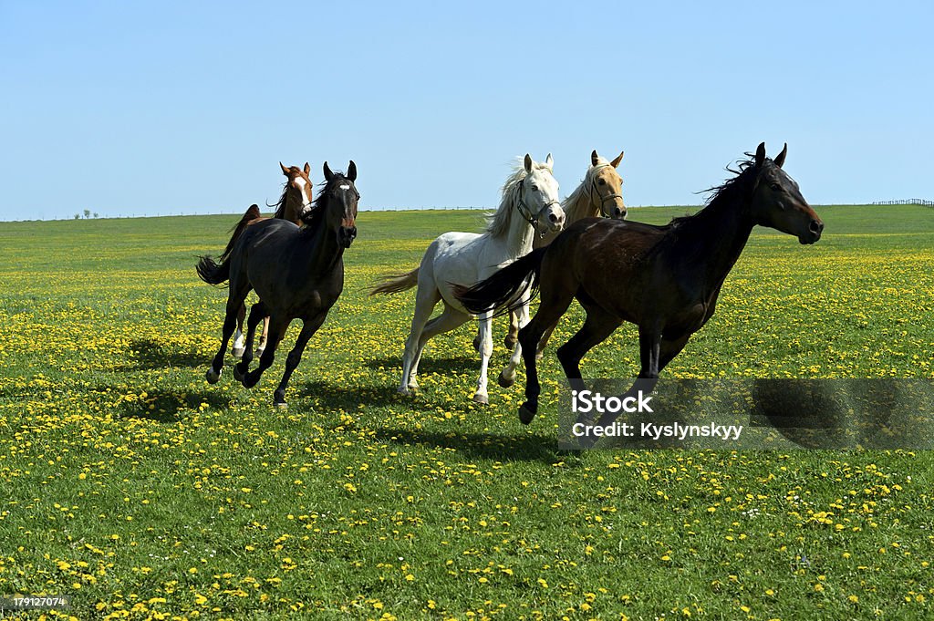 Cavallo - Foto stock royalty-free di Agricoltura