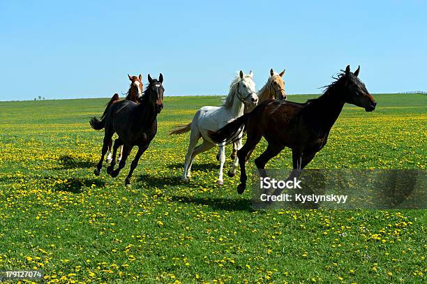 Cavallo - Fotografie stock e altre immagini di Agricoltura - Agricoltura, Ambientazione esterna, Animale