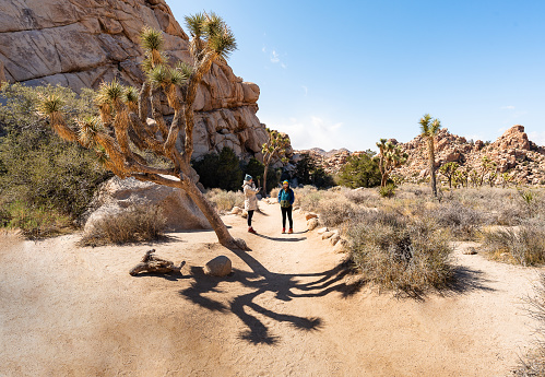 Two young females travelers enjoying the freedom, sunny day and beautiful nature of Joshua Tree National Park in Southeastern California