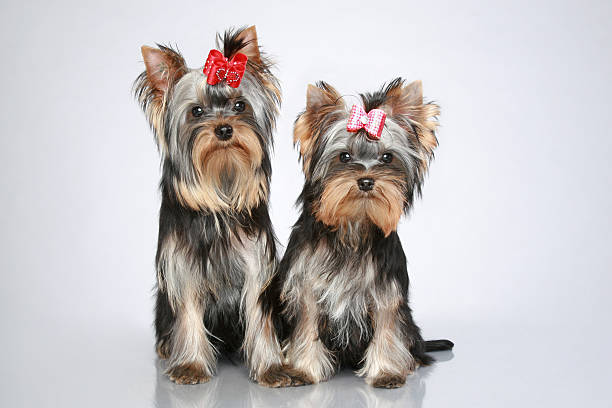 istock Yorkshire terrier puppies on grey background 179127138