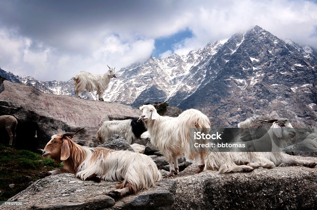 Many pashmina goats on rock mountains under gray cloudy sky White kashmir (pashmina) goats living freely in the foothills of the Himalaya Goat Stock Photo