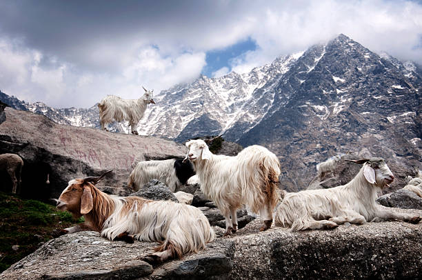 Many pashmina goats on rock mountains under gray cloudy sky White kashmir (pashmina) goats living freely in the foothills of the Himalaya kashmir culture photos stock pictures, royalty-free photos & images