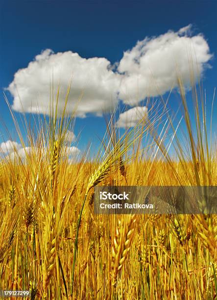 Piękne Chmury Nad Pole - zdjęcia stockowe i więcej obrazów Bez ludzi - Bez ludzi, Chmura, Dojrzały