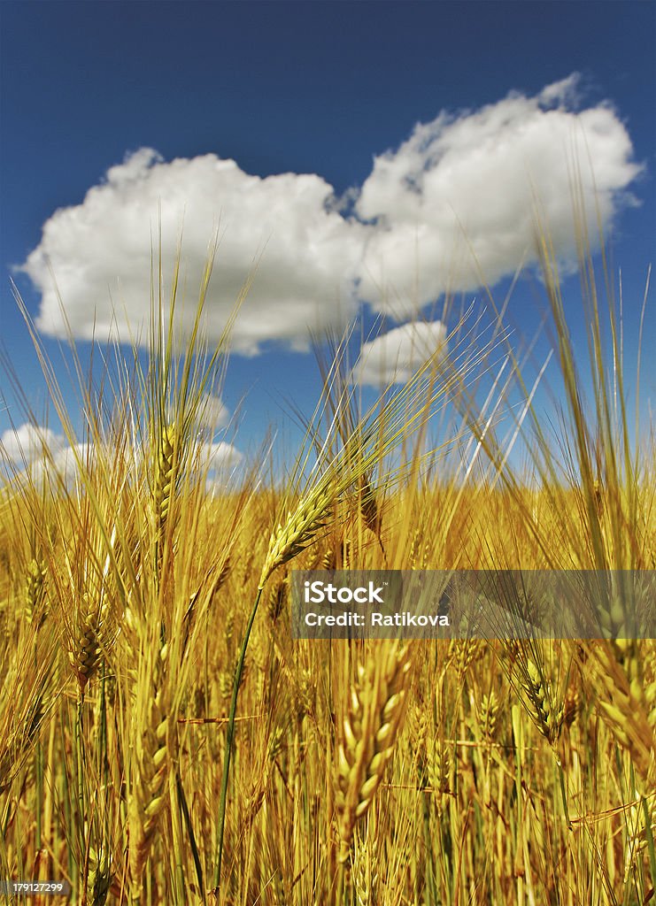 Belas nuvens sobre o campo. - Foto de stock de Agricultura royalty-free