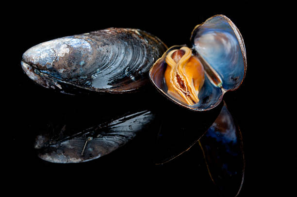 mussles stock photo