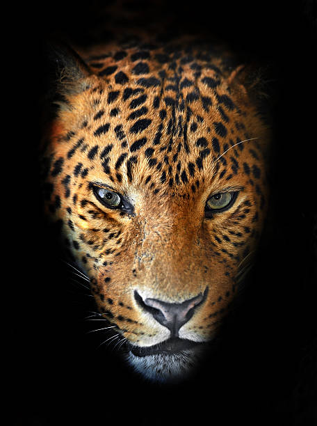 istock Portrait of leopardat 179127333