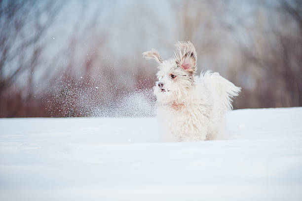 istock funny curly dog playing 179127390