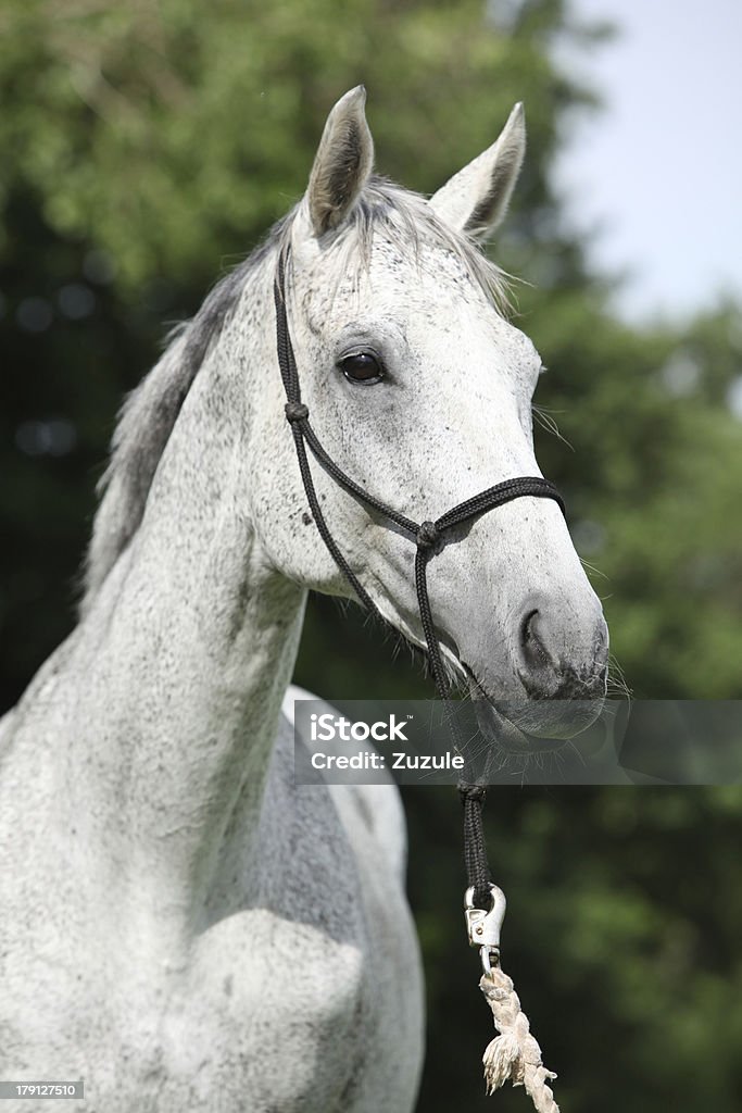 Ritratto di Cavallo purosangue Bianco italiano - Foto stock royalty-free di Cavallo purosangue