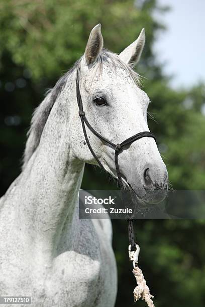 Retrato De Cavalo Puro Sangue Branco Inglês - Fotografias de stock e mais imagens de Cavalo puro sangue - Cavalo puro sangue, Inglaterra, Cavalo - Família do Cavalo