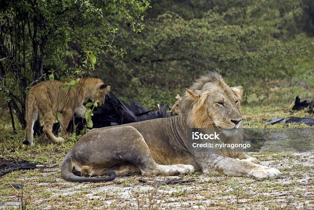 Lew i jego młode, Selous National Park, Tanzania - Zbiór zdjęć royalty-free (Afryka)