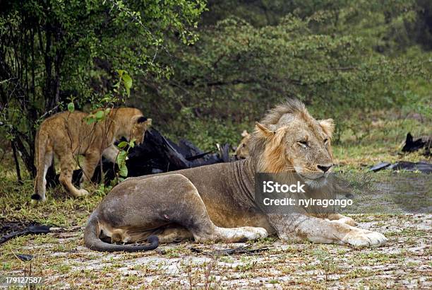 Lew I Jego Młode Selous National Park Tanzania - zdjęcia stockowe i więcej obrazów Afryka - Afryka, Bez ludzi, Dziki kot