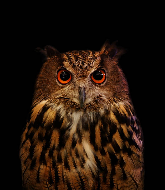 istock close up face of owl on black 179127600
