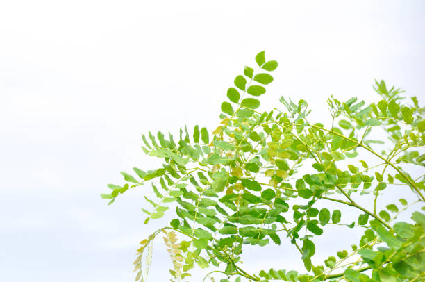 istock sky and tree background or Senna siamea tree and sky 1791277326