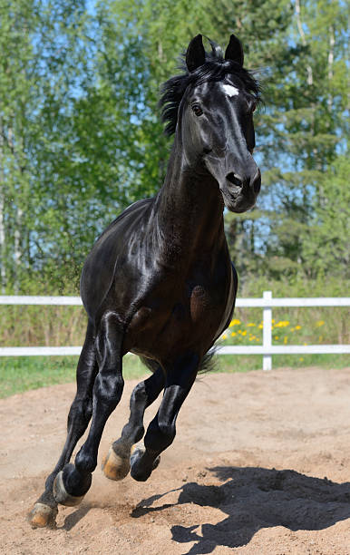 istock Black purebred horse gallops 179127751