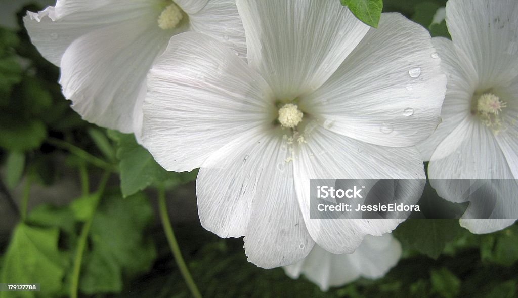 Blanco Laverta bloom - Foto de stock de Aire libre libre de derechos