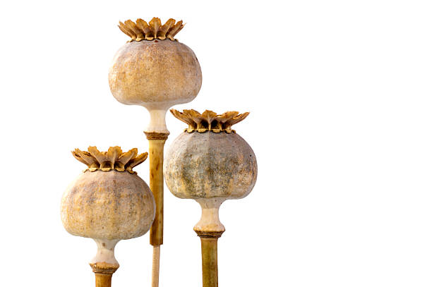 Arrangement of three poppy seed capsules in close up and isolated on a white background