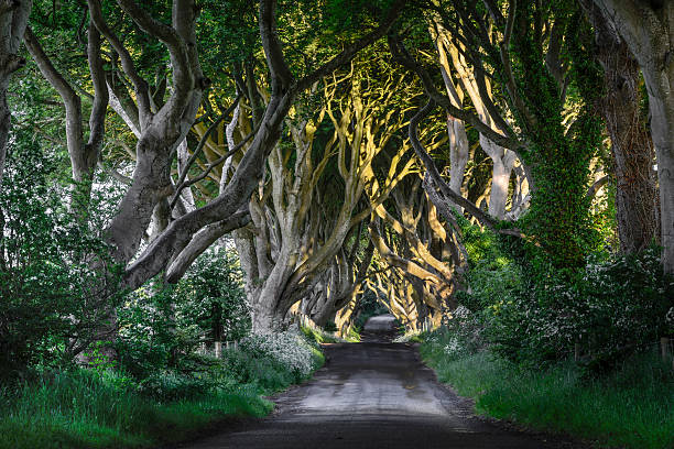 istock The Dark Hedges, N. Ireland 179127893