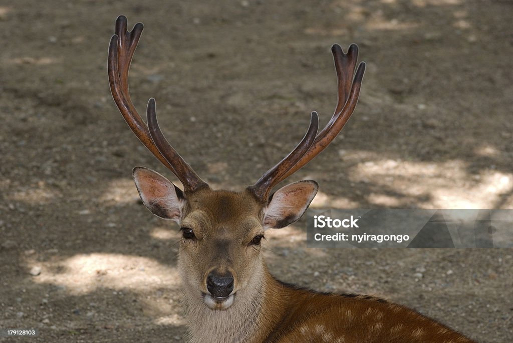 Cervo Sika, de Nara, Japão - Royalty-free Alimentar Foto de stock