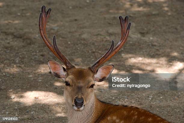 Cervo Sika De Nara Japão - Fotografias de stock e mais imagens de Alimentar - Alimentar, Animal, Animal macho