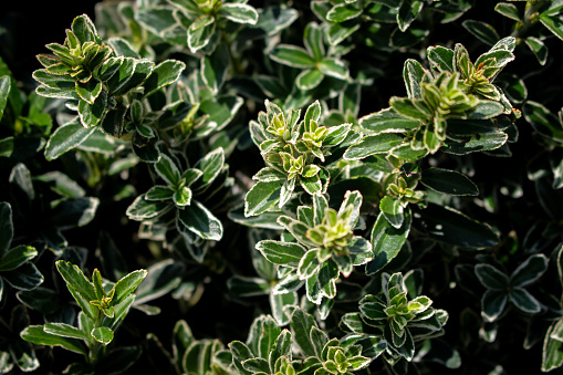 Close up view of Climbing euonymus plant (Fortunei - Celastraceae) background. Beautiful plant wallpaper.