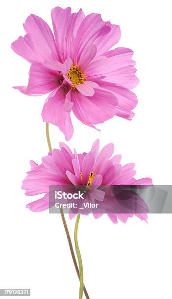 Cosmos Flower Stockfoto und mehr Bilder von Blume - Blume, Blumenstrauß, Blüte