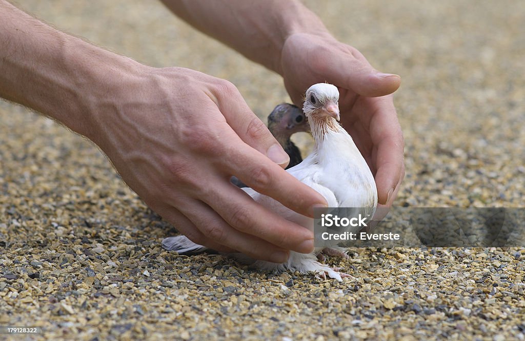 Pigeon Nestling Bird white on sand and Man Hands Pigeon Nestling Bird white on sand and Man Hands holding Birds Enter to the new world of baby dove Animal Stock Photo