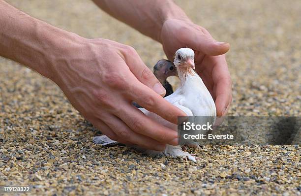 Pigeon Nestling Bird White On Sand And Man Hands Stock Photo - Download Image Now - Animal, Animal Body Part, Animal Hospital