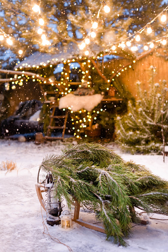 Christmas sleigh with a pine tree in the backyard with lots of string lights