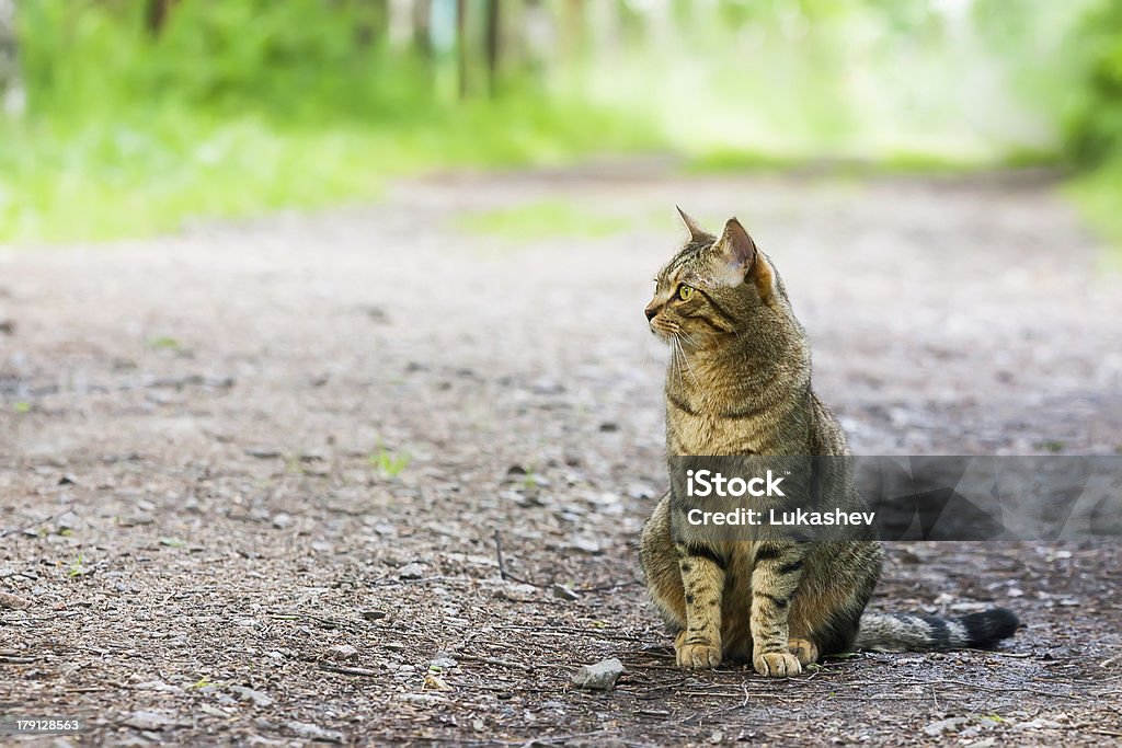 Gato Bengala na estrada - Foto de stock de Animal royalty-free