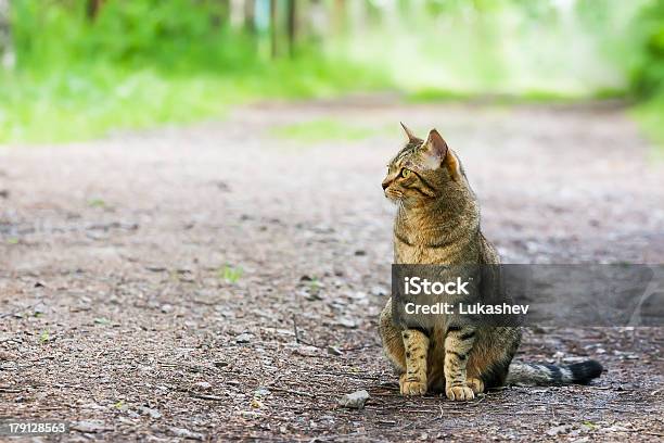 Foto de Gato Bengala Na Estrada e mais fotos de stock de Animal - Animal, Animal de estimação, Animal doméstico