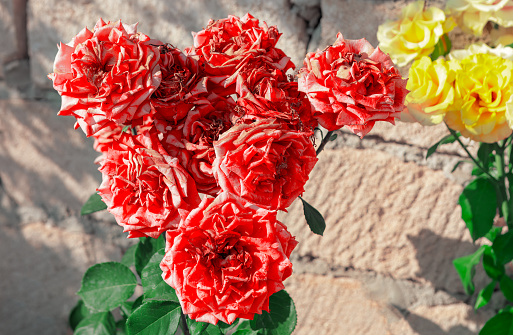 Cluster of red roses graces the garden with vibrant fading petals