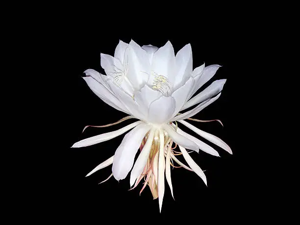 Rare night queen flower over white background