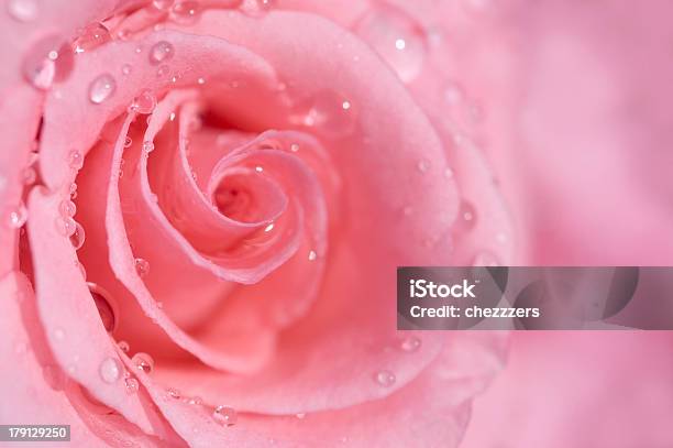 Pink Rose Stockfoto und mehr Bilder von Blume - Blume, Blütenblatt, Einzelne Blume