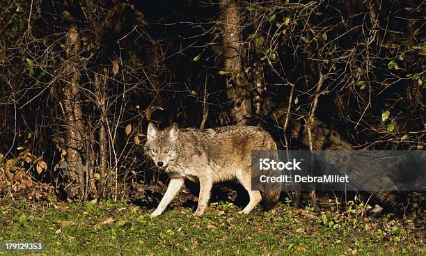 Coyote - コヨーテのストックフォトや画像を多数ご用意 - コヨーテ, 写真, 動物