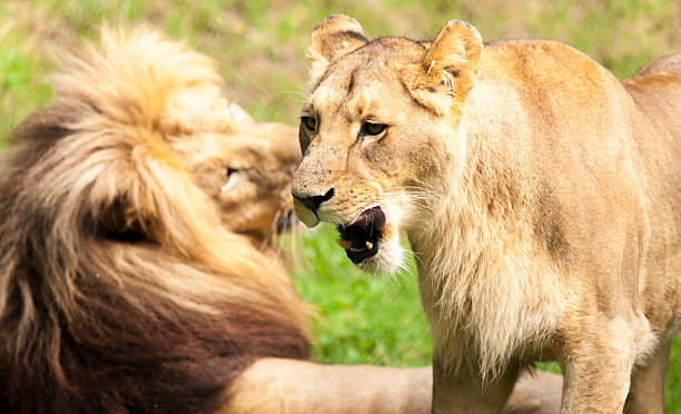 istock Couple of Lions 179129365
