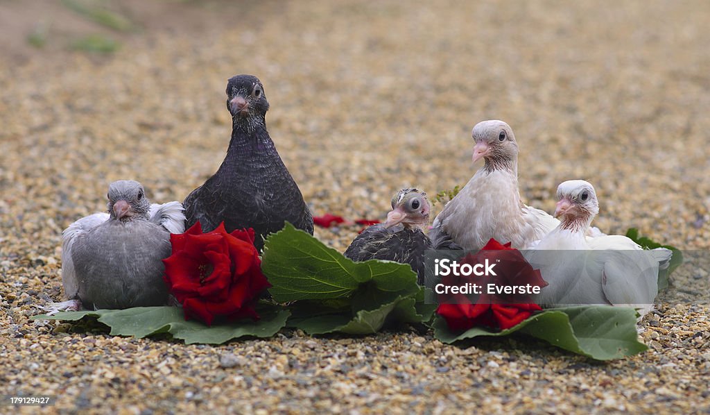 鳩 Nestlings 鳥�砂浜に座って一緒にバラの花 - ニワトリのロイヤリティフリーストックフォト
