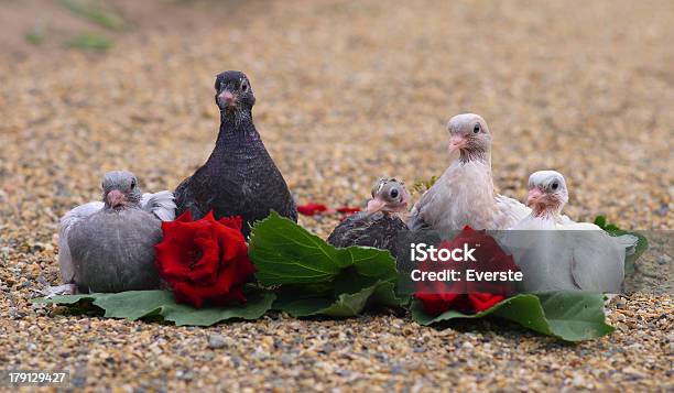 피존 Nestlings 새 앉아 모래 함께 장미 꽃 가축에 대한 스톡 사진 및 기타 이미지 - 가축, 고요한 장면, 깃털