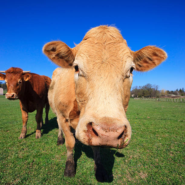 istock portrait of cow 179129603