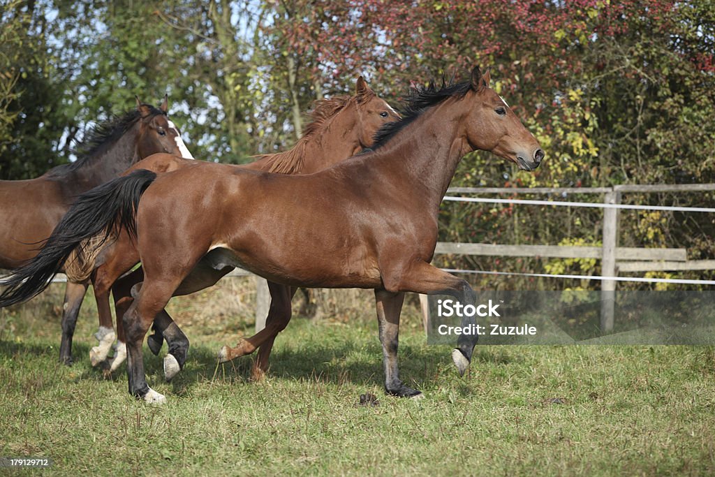 Brown cavalos em execução pasturage - Royalty-free Alazão - Cor de Cavalo Foto de stock