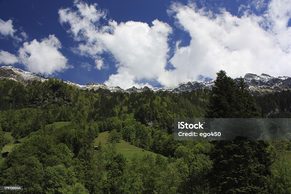 Svizzera - Foto stock royalty-free di Albero
