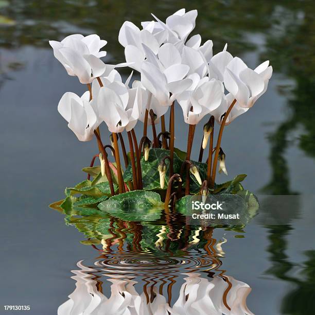 Foto de Branco Cyclamens Na Água e mais fotos de stock de Botânica - Assunto - Botânica - Assunto, Botão - Estágio de flora, Branco