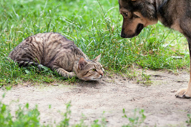 istock Cat and dog playing in the garden 179130184