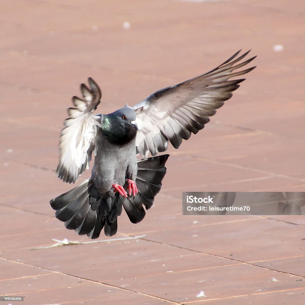 Pigeon - Photo de Activité libre de droits
