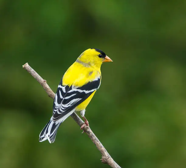 "American Goldfinch,female, perched on branch"