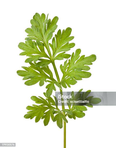 Artemisia Tridentata - Fotografie stock e altre immagini di Alimentazione sana - Alimentazione sana, Aromaterapia, Artemisia