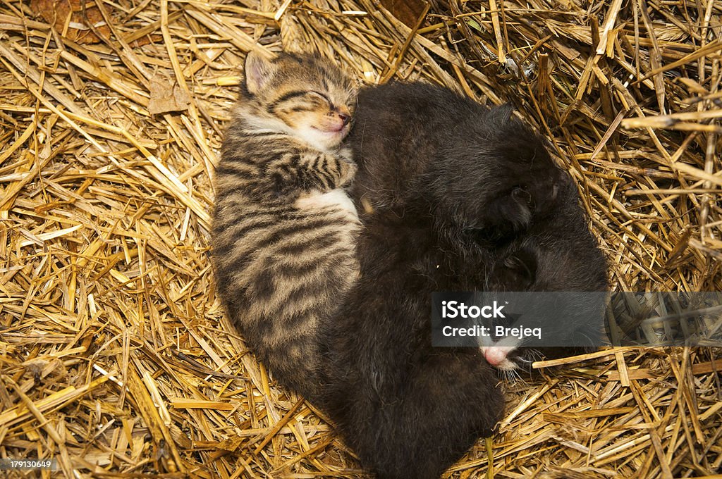 Young cats An image of young cats in the barn lying on the straw Barn Stock Photo