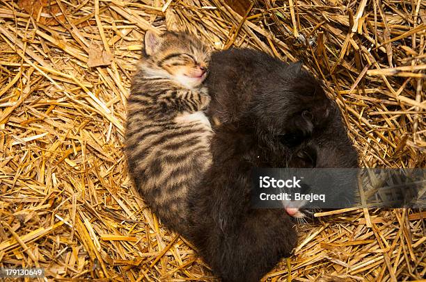 Young Cats Stock Photo - Download Image Now - Barn, Kitten, Agriculture